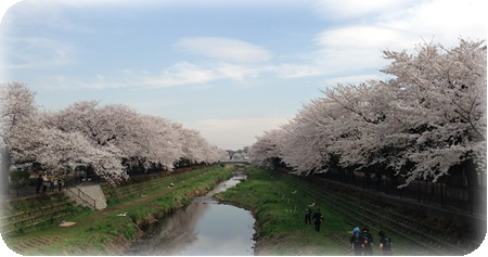 調布市を流れる野川の桜